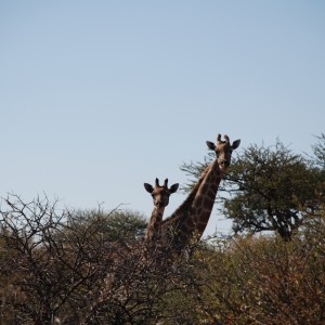 Ozondjahe Hunting Safaris, Namibia