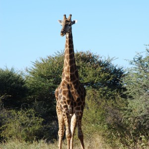 Ozondjahe Hunting Safaris, Namibia