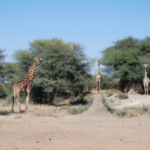 Ozondjahe Hunting Safaris, Namibia