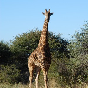 Ozondjahe Hunting Safaris, Namibia