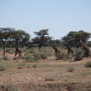 Ozondjahe Hunting Safaris, Namibia