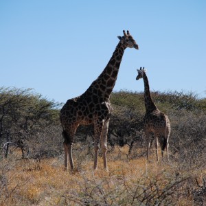 Ozondjahe Hunting Safaris, Namibia