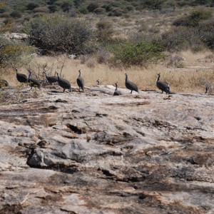 Guineafowls, Namibia