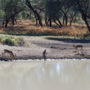 Ozondjahe Hunting Safaris, Namibia