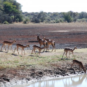 Ozondjahe Hunting Safaris, Namibia