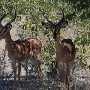 Ozondjahe Hunting Safaris, Namibia