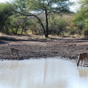 Kudu Ozondjahe Hunting Safaris, Namibia