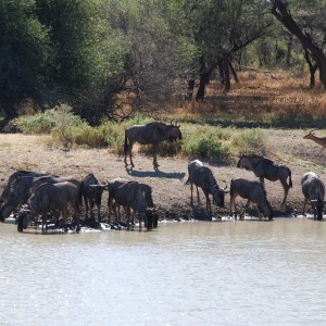 Blue Wildebeest Ozondjahe Hunting Safaris, Namibia