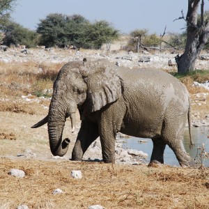 Elephant at Etosha