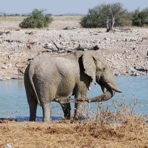 Elephant at Etosha