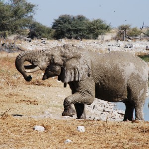 Elephant at Etosha