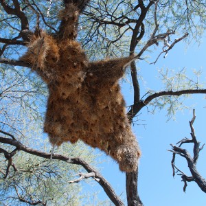 Communal nest, Namibia