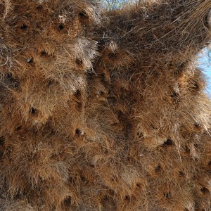 Communal nest, Namibia