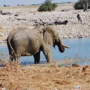 Elephant at Etosha