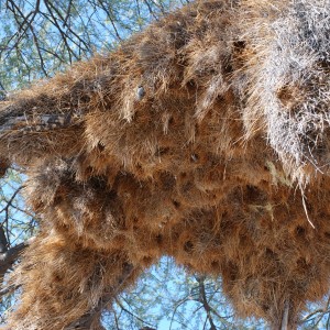 Communal nest, Namibia