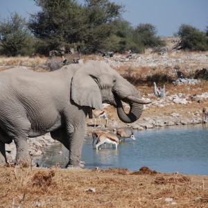 Elephant at Etosha