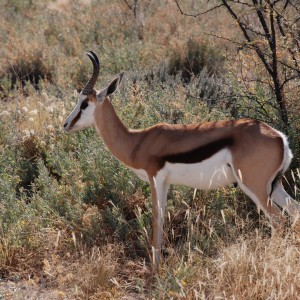 Springbok at Etosha