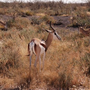 Springboks at Etosha