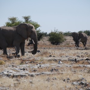 Elephants at Etosha