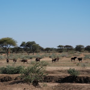 Black Wildebeest, Namibia