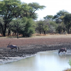 Ozondjahe Hunting Safaris, Namibia