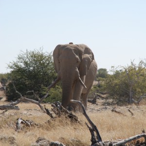 Elephant at Etosha