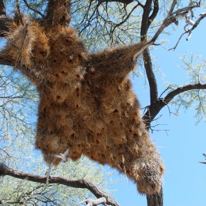 Communal nest, Namibia