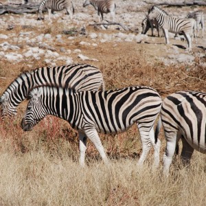 Zebra at Etosha, Namibia