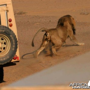 Lion Attack