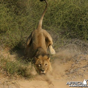 Lion charging vehicle