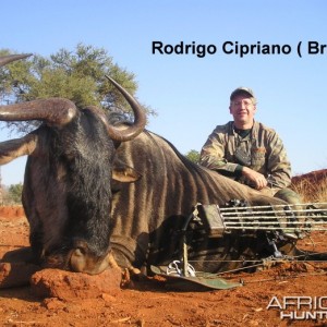 Blue Wildebeest