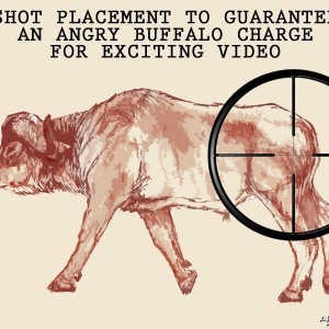 SHOT PLACEMENT TO GUARANTEE AN ANGRY BUFFALO CHARGE FOR EXCITING VIDEO