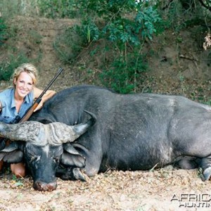 Cape Buffalo