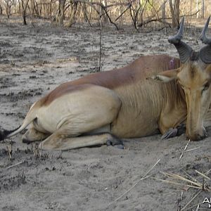 Hartebeest