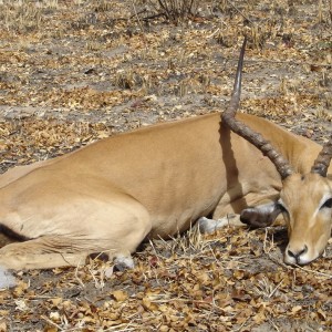 Impala