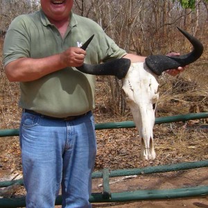 Wildebeest Skull