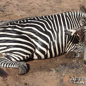 Zebra