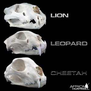 Predator Skulls