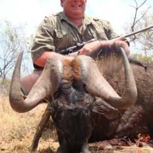 A big, old Black Wildebeest hunted in South Africa