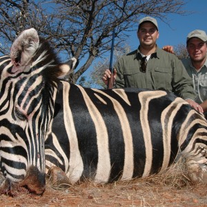 Zebra hunted with Hartzview Hunting Safaris