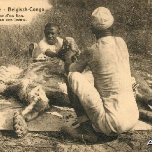 Hunting Belgian Congo, Lion