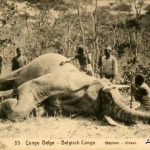 Hunting Belgian Congo, Elephant