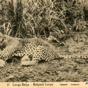 Hunting Belgian Congo, Leopard