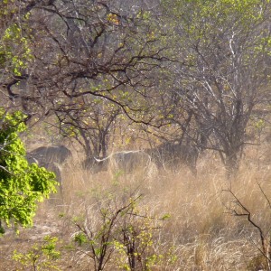 White buffalo cow from Selous