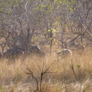 White buffalo cow from Selous