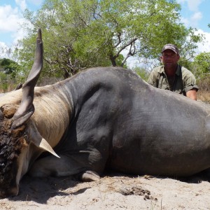 East african Eland from Selous