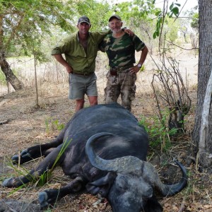 Buffalo hunt in Tanzania