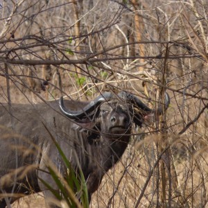 Old bull in Tanzania