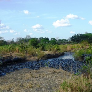 Hippos in Selous.....