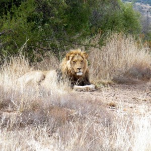 Lion South Africa